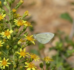 Pieris rapae