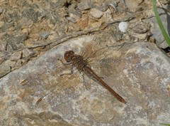 Sympetrum meridionale