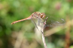 Sympetrum striolatum