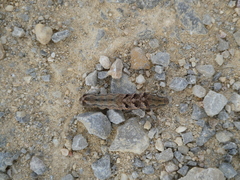 Noctuidae