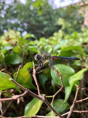 Pachydiplax longipennis