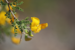 Adesmia confusa