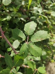 Rubus