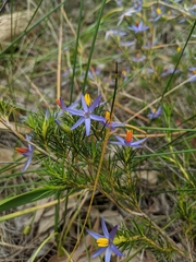 Calectasia narragara