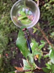 Pachydiplax longipennis