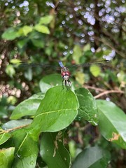 Pachydiplax longipennis