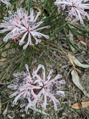 Petrophile linearis