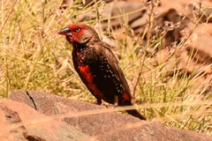 Emblema pictum