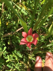 Romulea