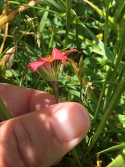 Romulea