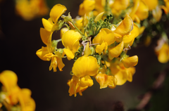 Adesmia confusa