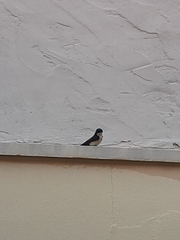 Pygochelidon cyanoleuca