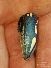 Sternocera orissa orissa