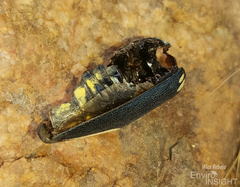 Sternocera orissa orissa