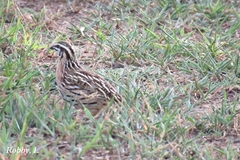 Coturnix coromandelica