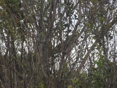 Centropus superciliosus burchellii