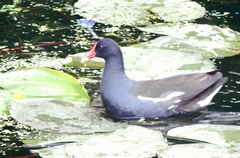 Gallinula chloropus