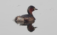 Tachybaptus ruficollis