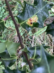 Phytomyza ilicis group