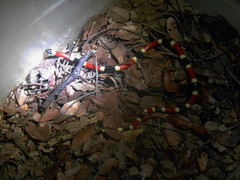 Micruroides euryxanthus