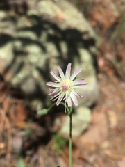 Hieracium carneum