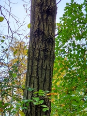 Populus deltoides deltoides