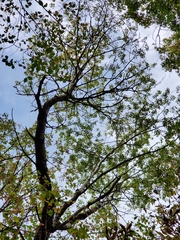 Populus deltoides deltoides