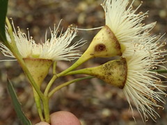 Eucalyptus tricarpa