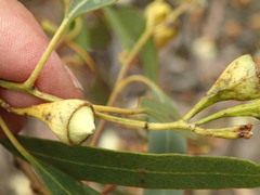 Eucalyptus tricarpa