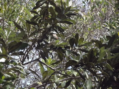 Phylloscopus ruficapilla