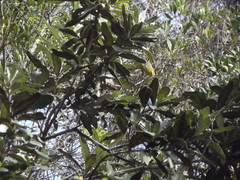 Phylloscopus ruficapilla