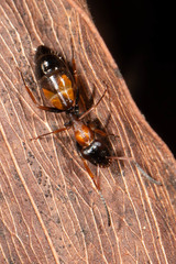 Opisthopsis picta