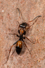 Opisthopsis pictus lepidus