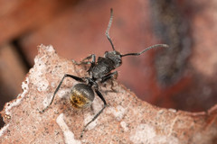 Polyrhachis vermiculosa