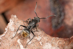 Polyrhachis vermiculosa
