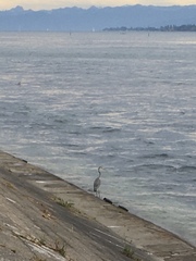 Ardea cinerea