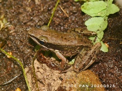 Indosylvirana nicobariensis