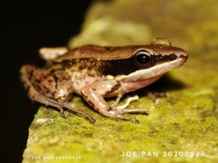 Indosylvirana nicobariensis