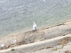 Chroicocephalus ridibundus