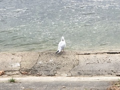 Chroicocephalus ridibundus