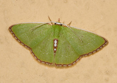 Synchlora ephippiaria