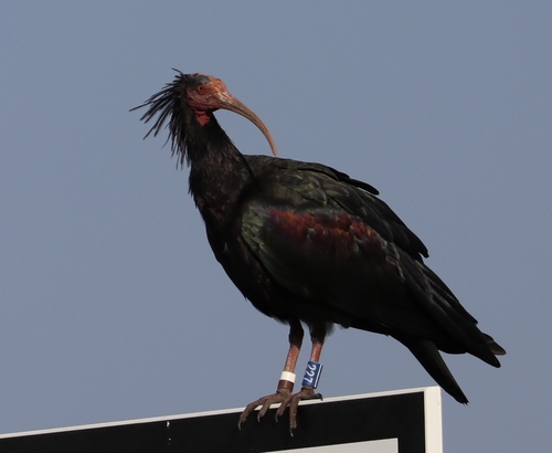 Ibis chauve
