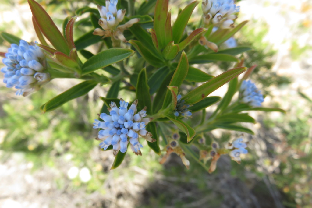 Conospermum nervosum