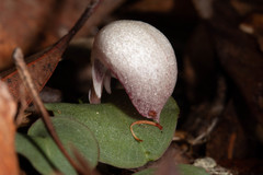 Corybas barbarae