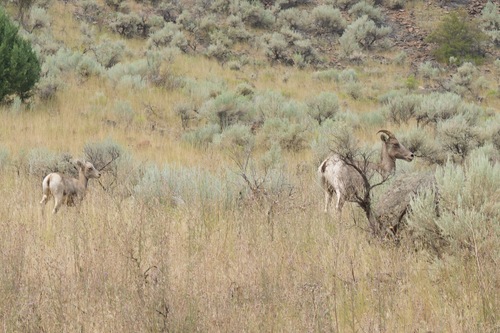 Bighorn Sheep photographed in Idaho