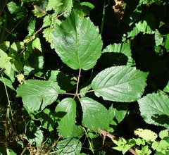 Rubus bartonii