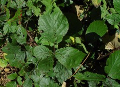 Rubus bartonii