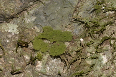 Coenogonium implexum