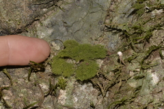 Coenogonium implexum