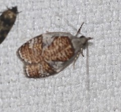 Peritornenta circulatella